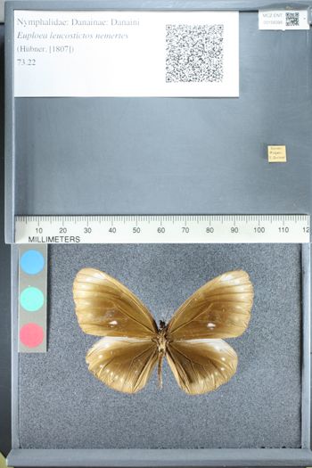 Media type: image;   Entomology 158395